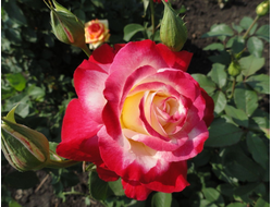 Дабл делайт (Double Delight),  Ч/Г ,Swim&amp;Ellis