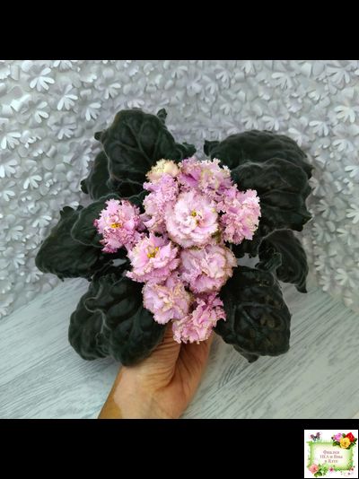 БР-Кудряшка (С. и Н. Буркацкие) 2021 г.