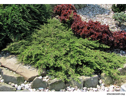 Можжевельник Репанда - Repanda