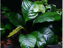 Анубиас Кофелистный