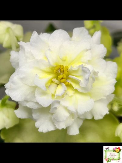 ЛЕ-Золото Нибелунгов Голд  (Е. Лебецкая) 2020 г. (лист укоренённый)