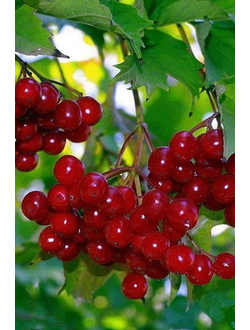 Калина красная Гранатовый браслет