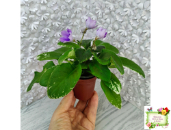 LV-Птичка, Лети! (Л. Шевелева) (лист посажен 21.10.25)