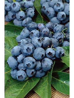 Голубика Darrow