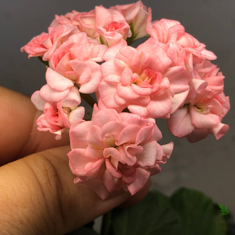 пеларгония зональная Grainger's Antique Rose