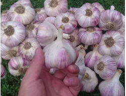 ЧЕСНОК "ЛЮБАША"
