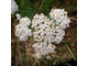 Тысячелистник (Achillea millefolium) 5 мл - 100% натуральное эфирное масло