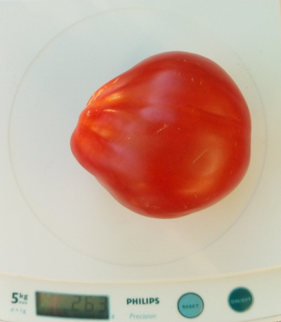 Томат Кунео гигантская груша (Cuneo Giant Pear) США