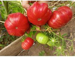 Томат Диковинный цветок розовый