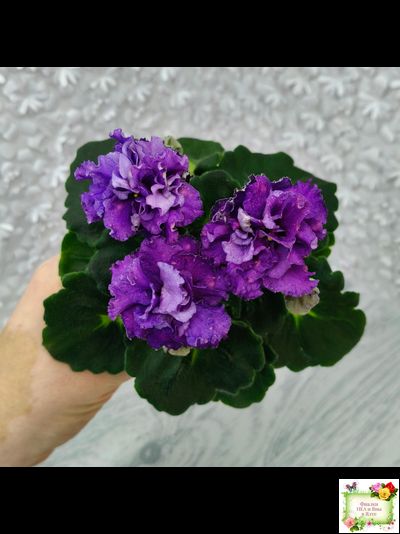 ДВ-Елена Прекрасная (Д. Лягина) 2024 г. (детка)