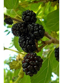 Шелковица чёрная