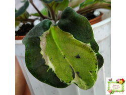 СФ-Томная Жозефина (С. Фатеева) листовая химера