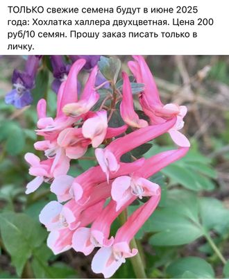 Хохлатка халлера бело розовая