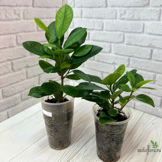 Ficus Microcarpa "Moclame" / фикус  моклейм