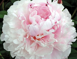 Paeonia President Taft