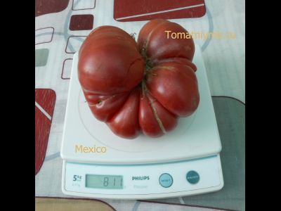 Томат Мехико (Mexico, Мексиканец)