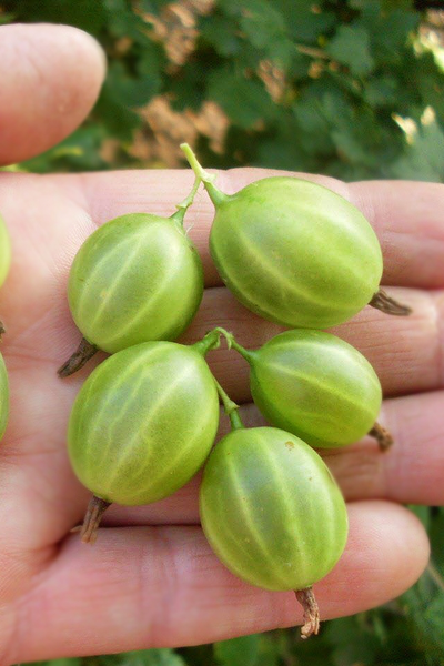 Крыжовник Берилл