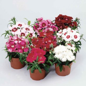 Гвоздика Dianthus chinensis Diana full mixture F1