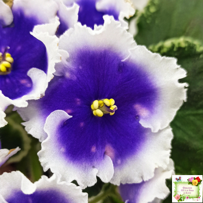 МТ-Магический Фонарик (М. Тотиева) 2023 г.