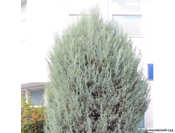 Можжевельник Моффат Блю - Moffat Blue