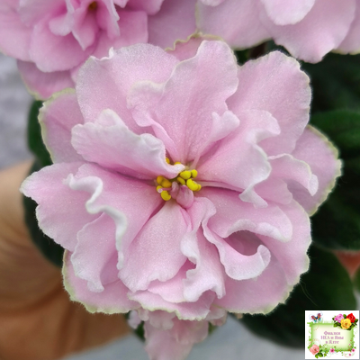 АВ-Амур и Розы (Фиалковод) 2023 г.