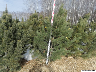 Кедр - фото в питомнике 3 - красовский-сад.рф