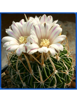 Echinofossulocactus zacatecasensis SB 1953