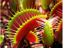 Хищные растения