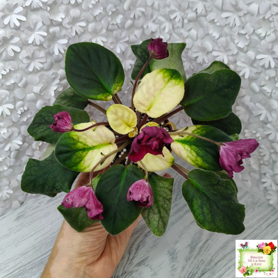 ЕК-Лампа Желаний (Е. Коршунова) 2021 г.