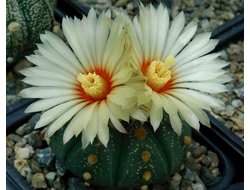 Astrophytum asterias f. Rio Grande City - 5 семян