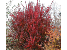 Барбарис тунберга Ред Рокет