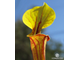 Sarracenia Flava var. Rubricorpora