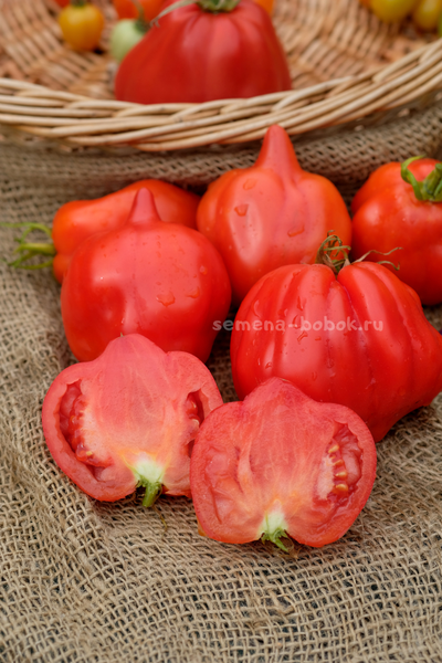Томат Скифея (Скифская Фея), 10 шт