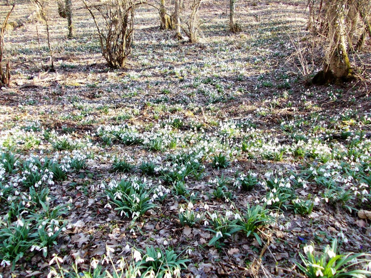 Крымский подснежник в марте в Крыму