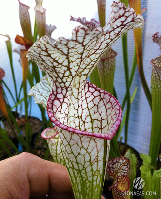 Sarracenia Leucophylla Helmut´s Delight