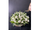 Snowdrop
