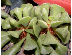 Adromischus poellnitzianus (3 листа без корней)