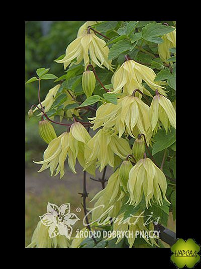 Клематис &quot;Golden Surprise&quot; (Голден Сюрпрайз) (саженец 2 года)