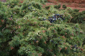 Можжевельник (Juniperus communis), Индия, хвоя (5 мл) - 100% натуральное эфирное масло