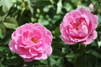 Роза болгарская (Rosa damascena) цветки, Болгария (1 г) абсолю