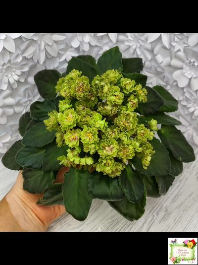 Allegro Pink Pistachio (J.Stromborg) (10765) 06/25/2015