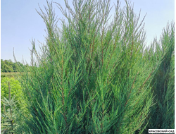 Можжевельник Скай Рокет - Sky Rocket