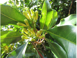 Гвоздика (Eugenia caryophyllata / Syzygium aromaticum), лист (5 мл) - 100% натуральное эфирное масло
