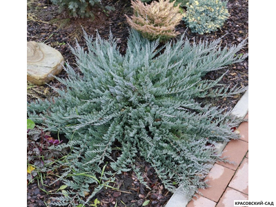 Можжевельник горизонтальный Блю Чип - Blue Chip
