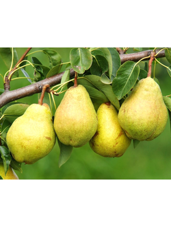 Груша  Вильямс (летн.)