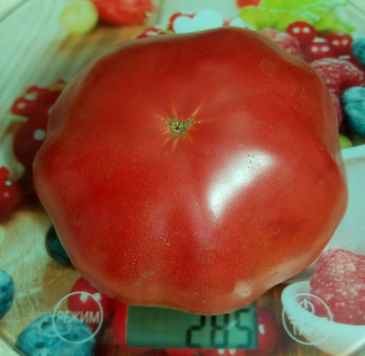 Томат Алтайский розовый