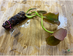 Нимфея Фабиола