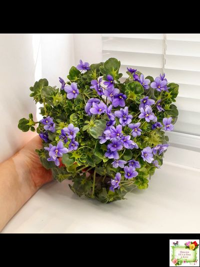 Biscayne Trail (S.Williams) трейлер