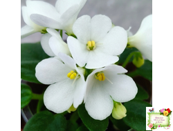 ЛЕ-Принцесса Лея (Е.Лебецкая) 2016 г. (детка)