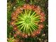 Геммы Drosera Pygmaea